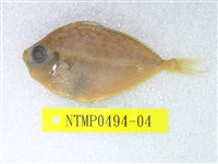 藏品(黃斑鰏)的圖片